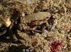 Necora puber (velvet crab). In the North Sea most creatur... by E&e Lp 